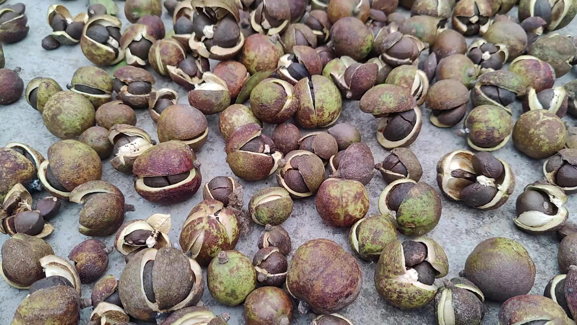 裂开的茶果果壳与露出的深色茶籽特写。