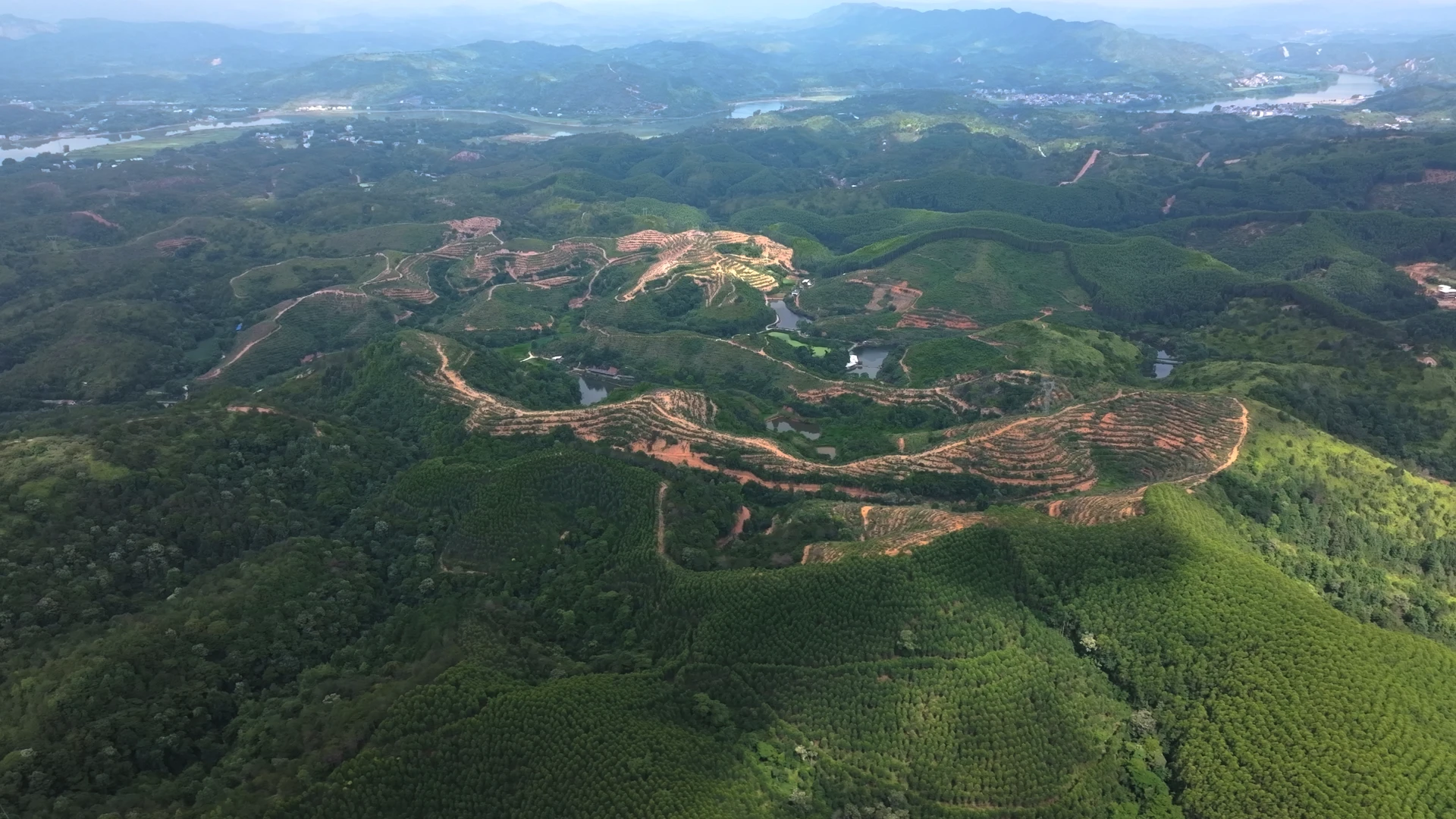 山坡植被、种植行列与远处水面和层叠山峦的实拍宽景。